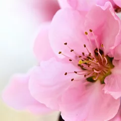 Afwasbaar Fotobehang Macro lente bloem