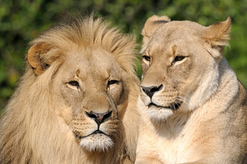 Fototapeta premium Löwenpaar