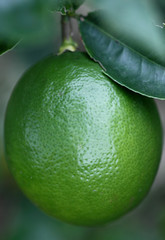 citron vert 