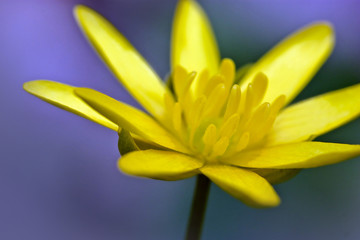 Obraz premium Abstract of yellow petals
