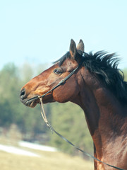 portrait of bay horse
