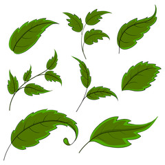 Leaves