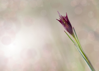 abstract flower background with bokeh