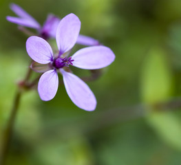 Fototapeta na wymiar pink flower macro
