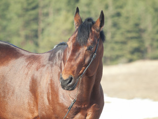 bay horse in the spring field
