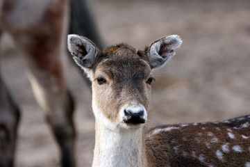 Naklejka na ściany i meble close up of a doe fallow deer