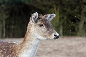 portrait of a doe fallow deer