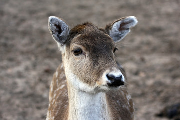 close up of a fallow deer