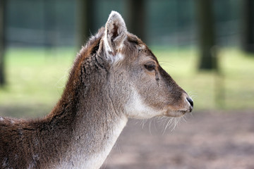 profile of a doe fallow deer