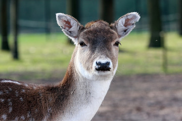 portrait of a doe fallow deer