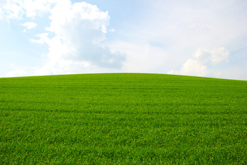 Fototapeta premium Grüne Wiese mit Himmel