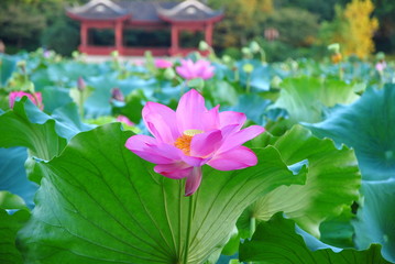 Pink lotus in front of a traditional Chinese building