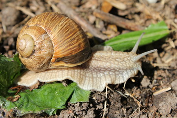 Schnecke