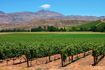 Wall murals South Africa vineyard