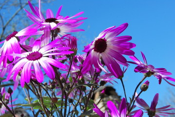 Strahlenaster