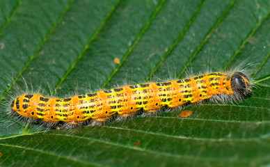 caterpillar on the leaf
