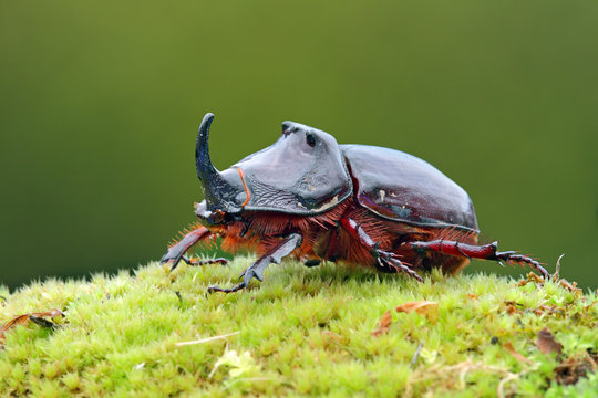 European rhinoceros beetle in the wild - Oryctes nasicornis