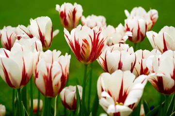 Photo sur Aluminium Tulipe champ de tulipes