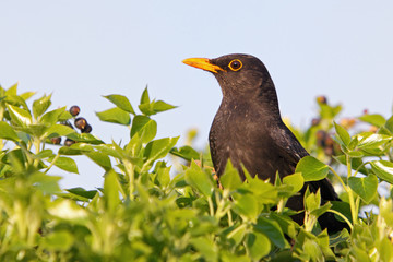 Eurasian Blackbird - female Turdus merula