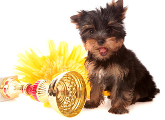 puppy about a yellow flower, isolated.