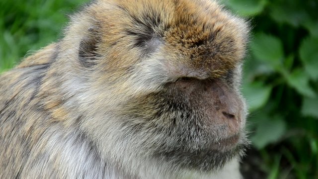 Berberaffe