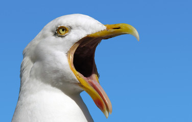 Seagull with its mouth wide open. - Powered by Adobe