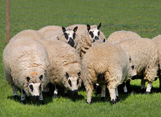 Obraz premium Grazing Badger Faced Sheep