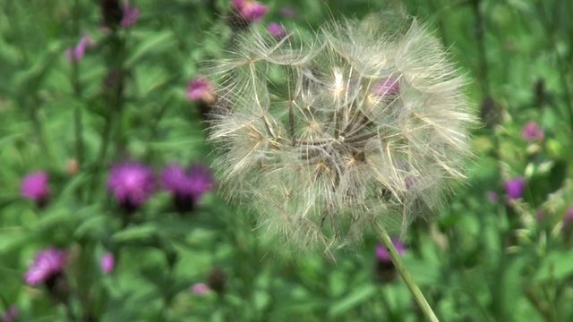 Salsifis des pr&eacute;s ou graines de pissenlit dans un grand vent