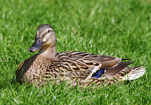 Close up of young Mallard or Wild Duck