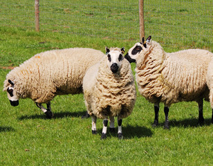 Fototapeta premium Grazing Badger Faced Sheep