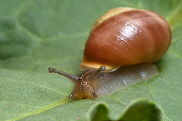 Snail