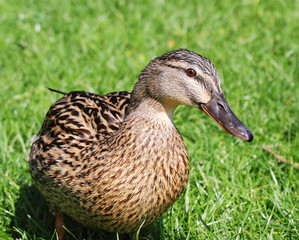 Close up of young Mallard or Wild Duck