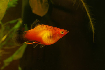 platy zierfisch