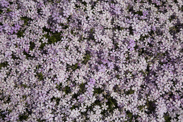 Fototapeta premium Rosen