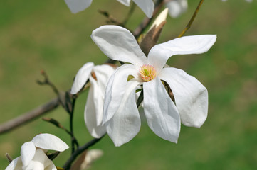 Obraz na płótnie Canvas Biały kwiat magnolii, Memory WADA