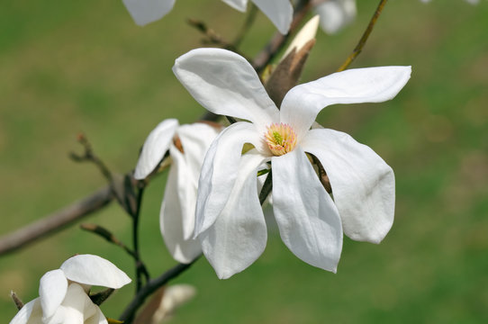 White Magnolia Flower, Wada's Memory