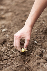 Woman hand planting shallot