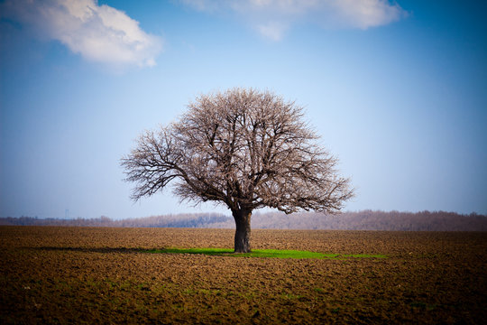 Hornbeam (Carpinus Betulus)