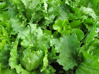 Nutzgarten : Eissalat