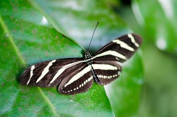papillon