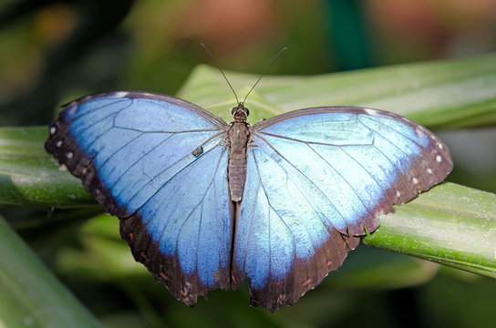 le papillon bleu