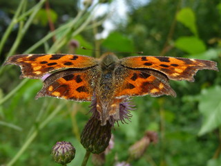 Motley orange butterfly