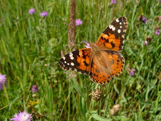 Orange butterfly