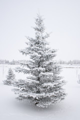 A snow covered evergreen tree on winter background.