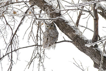 A Great Horned Owl in northern North Dakota.