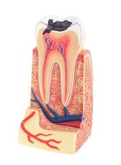 Tooth anatomy - 31798783