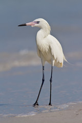 Reddish Egret (Egretta rufescens)