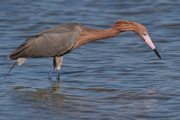 Reddish Egret (Egretta rufescens)