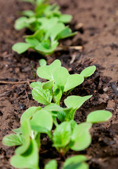 young garden radishes