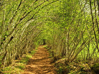 TUNNEL VEGETAL